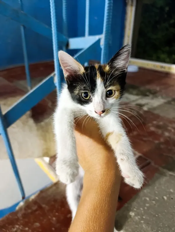 Отдаются два котенка две девочки. 2