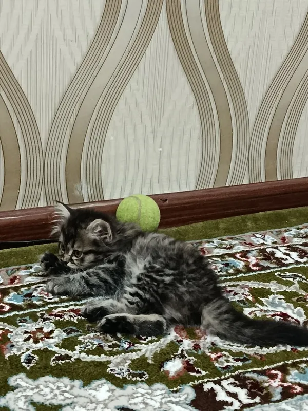 Котята чистокровные — фото 3
