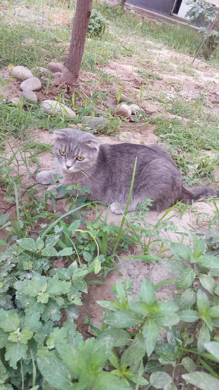 mushik