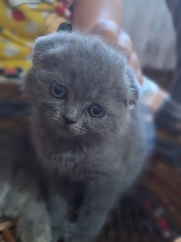 котята скоттиш фолд и скоттиш страйт 1 котята скоттиш фолд и скоттиш страйт 1