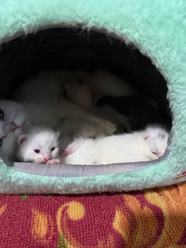 Продается кошечка и 5 котята , цена за всех — фото 5