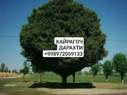Продажа красивых плодовых саженцев 5 Продажа красивых плодовых саженцев 5