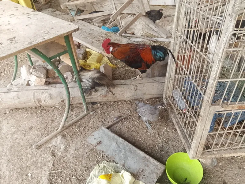 Turli turdagi tovuq va xoʻrozlar sotiladi — фото 5