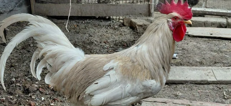 Xuroz sotaman xonaki tozza . Продам петуха чистый домашний — фото 3