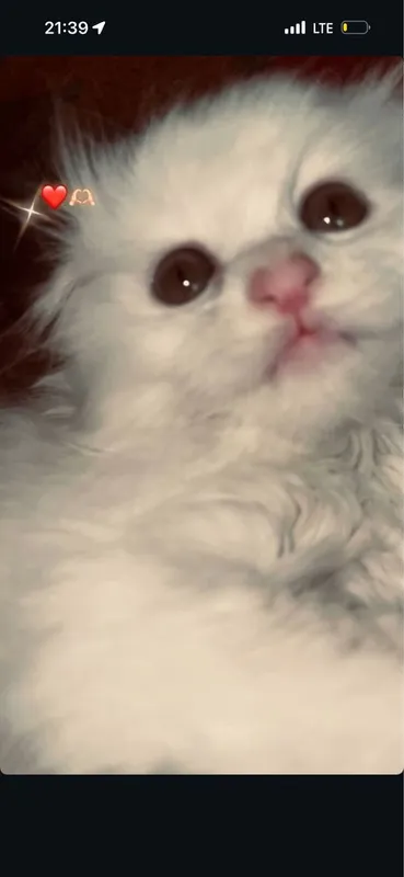 Latok qiladi korin yiydi 3 oylik 2 Latok qiladi korin yiydi 3 oylik 2
