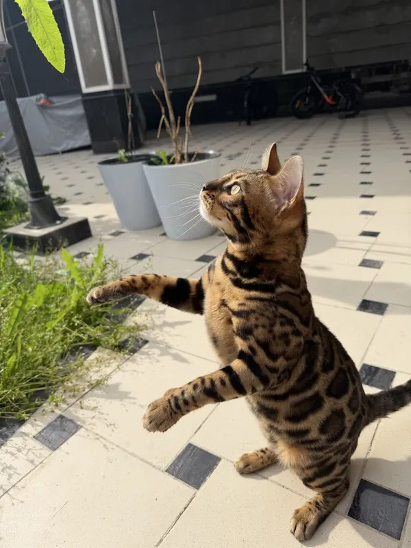 Элитный бенгальский кот приглашает на вязку — фото 4