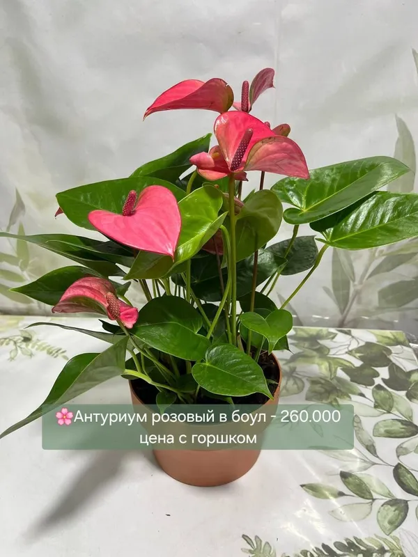 Алоказии, Аглаонемы, Хоя и др комнатные растения — фото 7