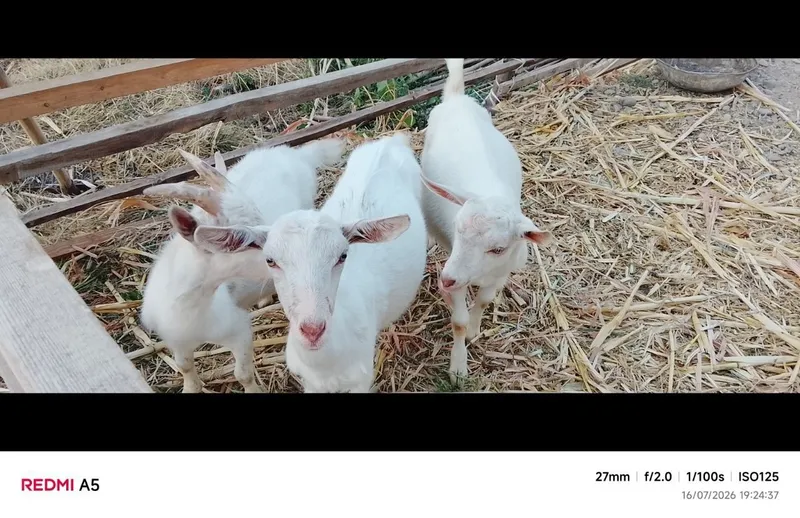 Zotdor echkilar 4 6 Zotdor echkilar 4 6