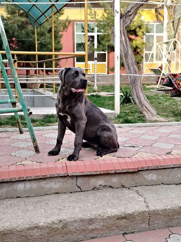 Sotiladi Cani corsa