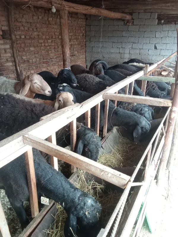 Asalom alekum Qurbon Xayitga Qoylarimiz bor — фото 1