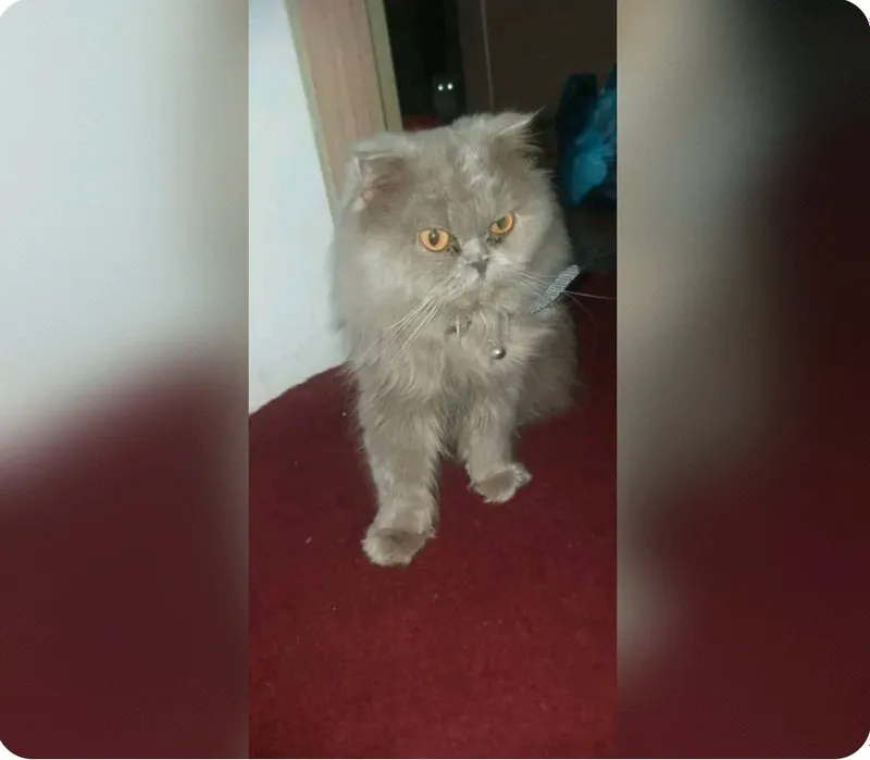 Mushuk