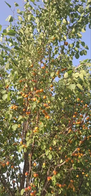 Zaldori sotiladiii