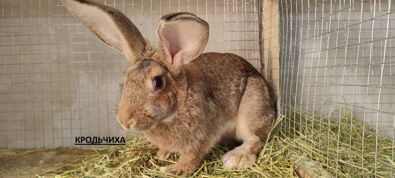 Продаются крольчата крупных пород Ризен и Бургундский — фото 2