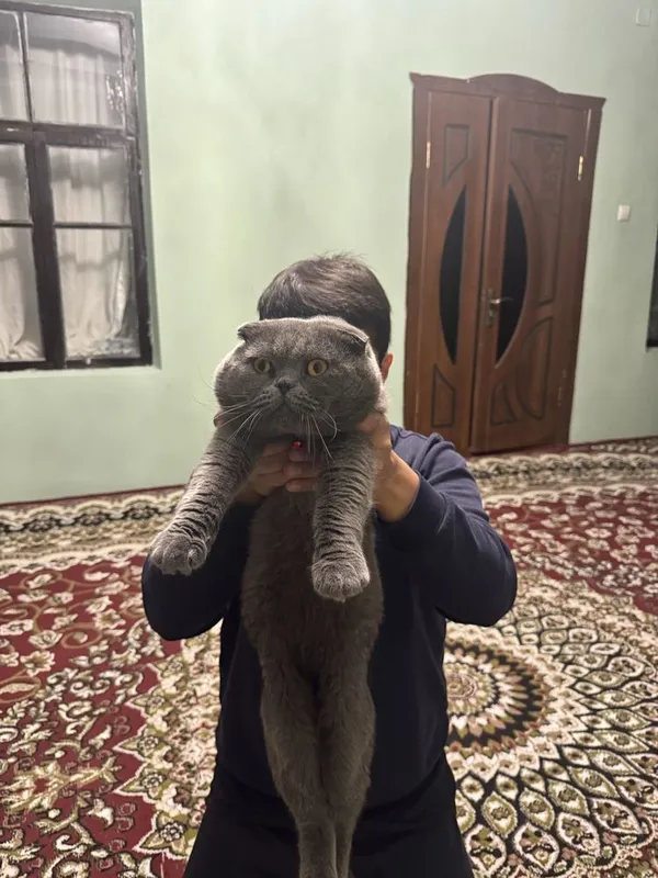 Только для вязки Не продаётся