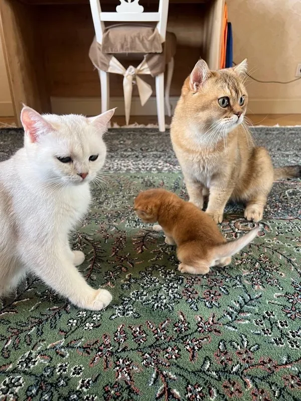 Котята Британской шиншилы 7
