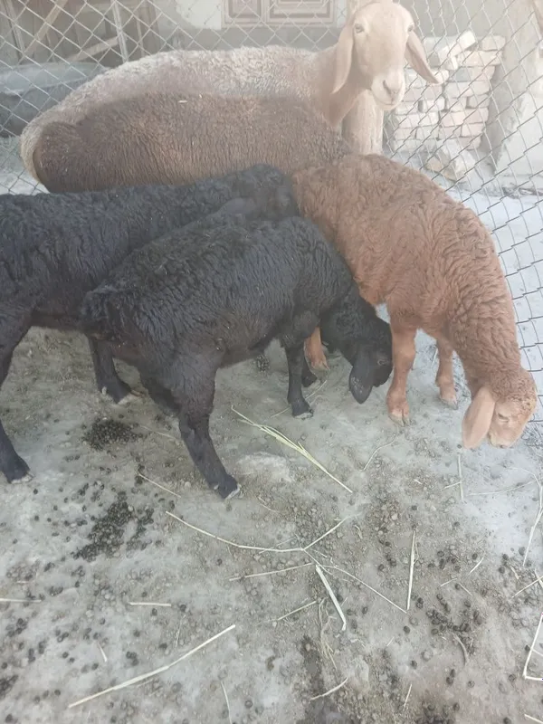 Arashan Ona bola qo'y sotiladi 3