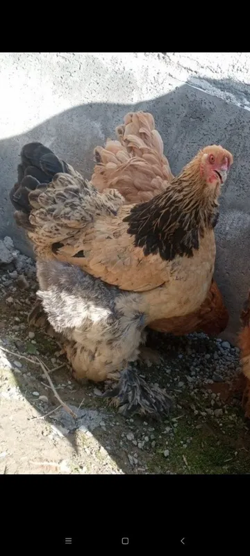 Tovuqlar Xo'roz sotiladi
