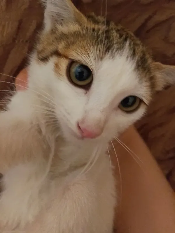 Mushuk bolasi tekinga beriladi
