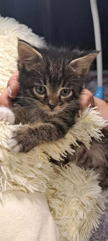Котята ищут семьи!