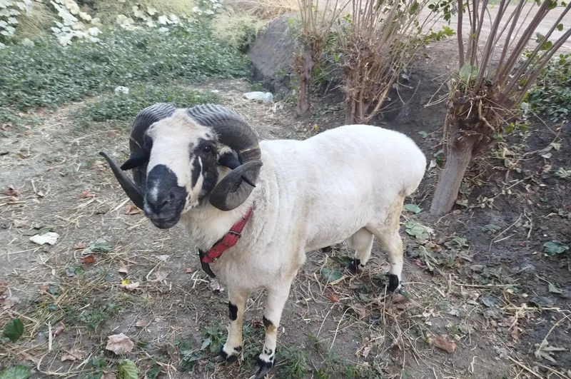 Qoʻchqor sotiladi 2 yoshar narxini kelishamiz 1 Qoʻchqor sotiladi 2 yoshar narxini kelishamiz 1