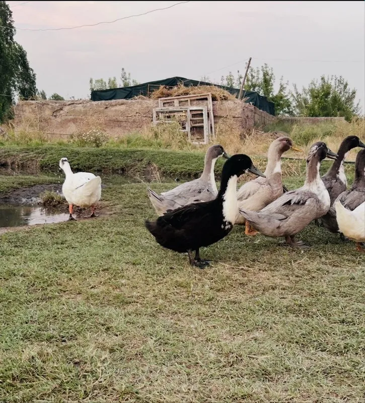 50 tadan ko’p olganga kelishtirib beriladi 3