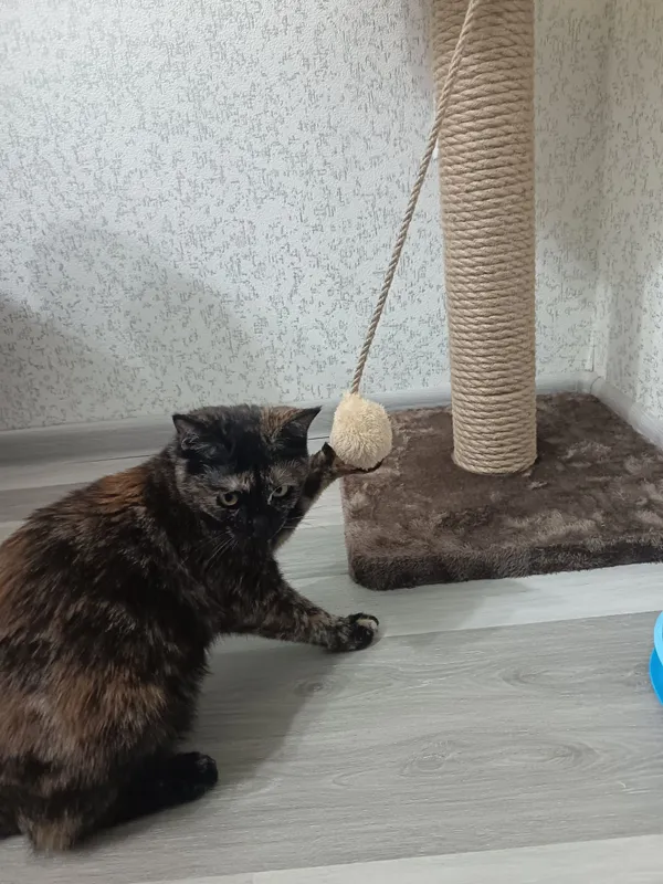 Пристратвается кошка в добрые руки 5 Пристратвается кошка в добрые руки 5