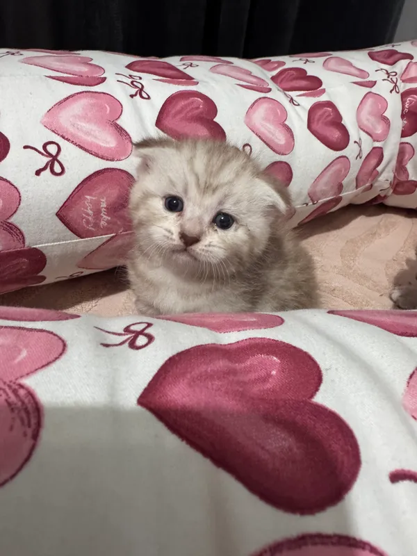 Продается срочно котенок скоттиш фолд — фото 2