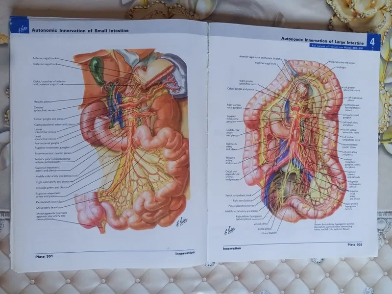 ОРИГИНАЛ! Atlas of human Anatomy Netter — фото 4
