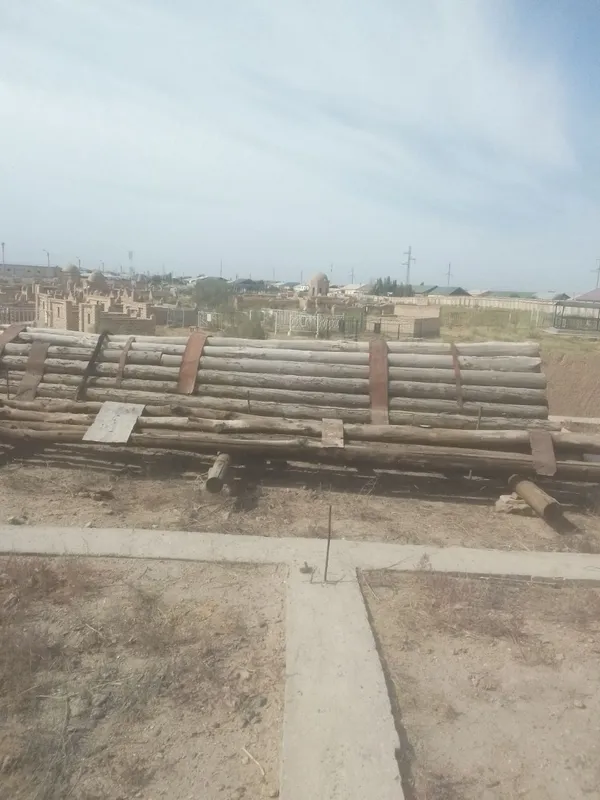 Агаш карагаш российский таза хам АК Терек. Таза . Шыккан емес. — фото 1