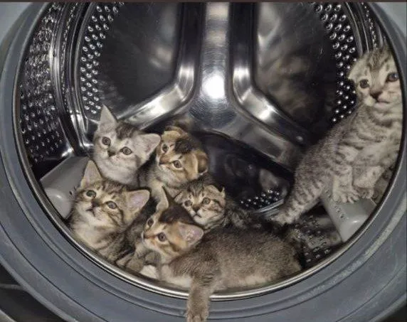 Скоттиш фолд-страйт