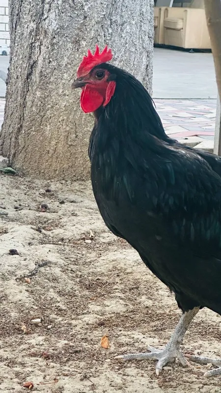 Qora shaxzoda, Qichqirganiga 1oy bo'ldi