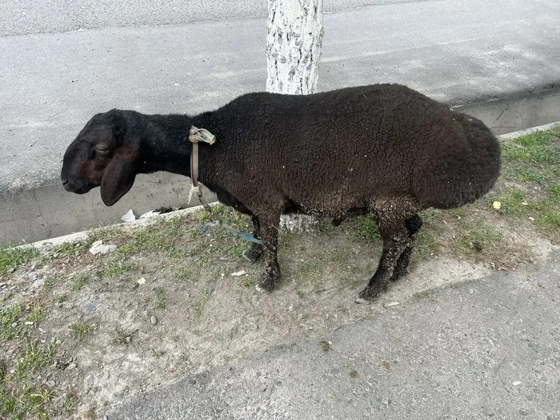 Quylar sog’lom qulog’i butun — фото 4