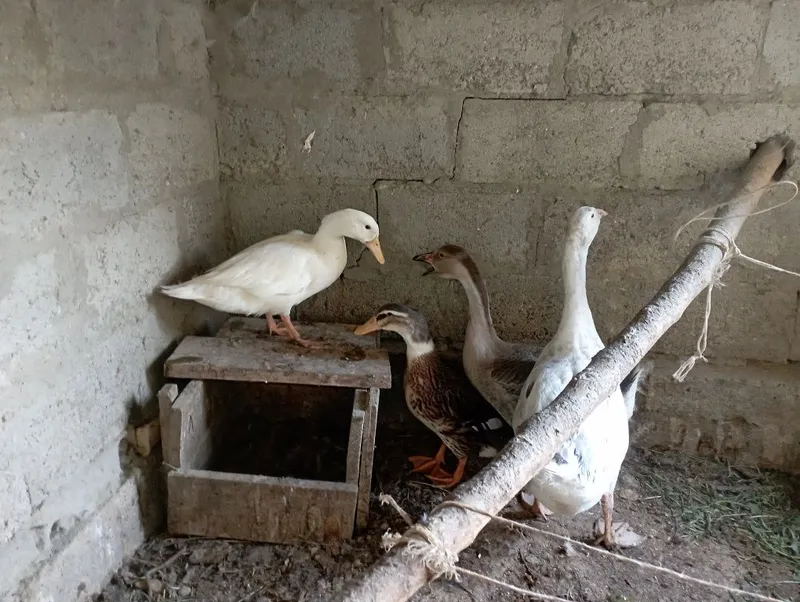 Goz Urdak sotiladi 2 ta goz 2 ta urdak yeb ichiga garantiya soglom 1 Goz Urdak sotiladi 2 ta goz 2 ta urdak yeb ichiga garantiya soglom 1