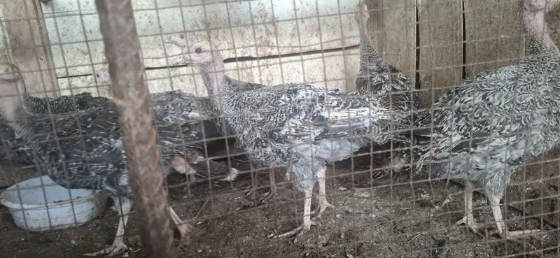 Kurka jojalari sotuvda Kurka jojalari sotuvda