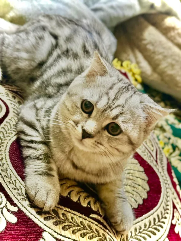 кот, проблем с самцом нет 2 кот, проблем с самцом нет 2