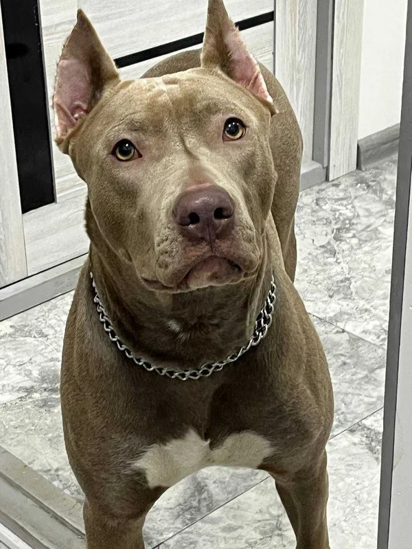 Продам чистокровных щенков питбуль Red Nose The red nose pit bull 3 Продам чистокровных щенков питбуль Red Nose The red nose pit bull 3