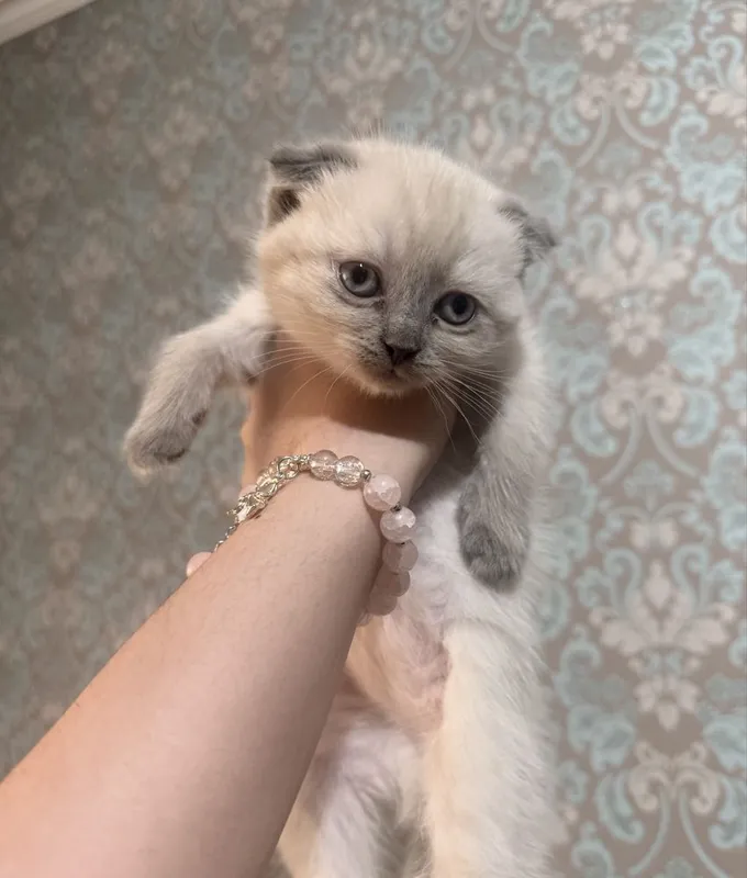 Продается сиамско вислаухий котенки