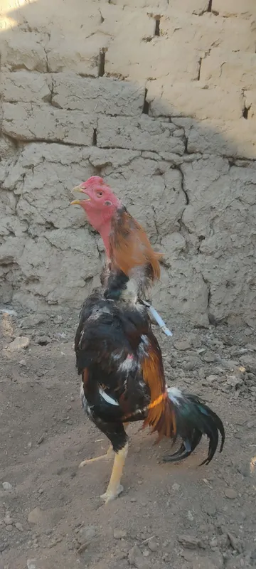 Dakan xoʻrozla sotiladi 3