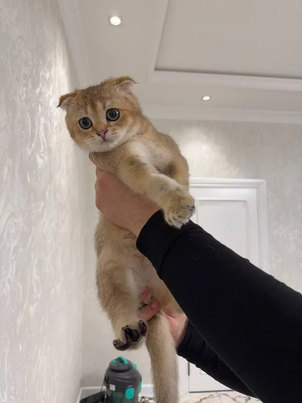 продаётся Породистая кошка Золотая шиншилла — фото 1