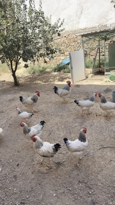 Adler tovuq va xorozlari sog‘lom va baquvvat sotiladi 1 Adler tovuq va xorozlari sog‘lom va baquvvat sotiladi 1