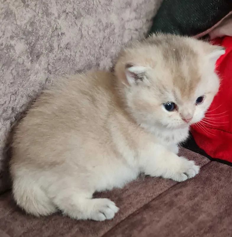 Британская короткошерстная. Котята — фото 4