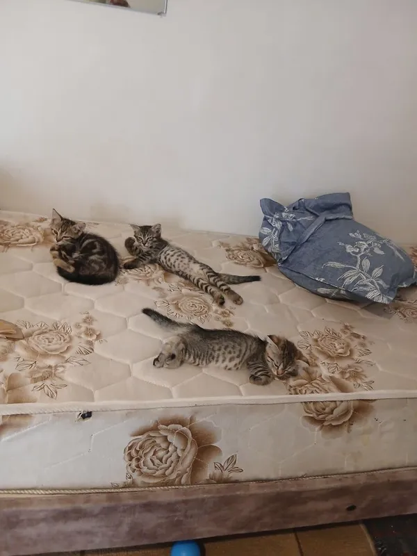 Отдаю в хорошие руки котят 3
