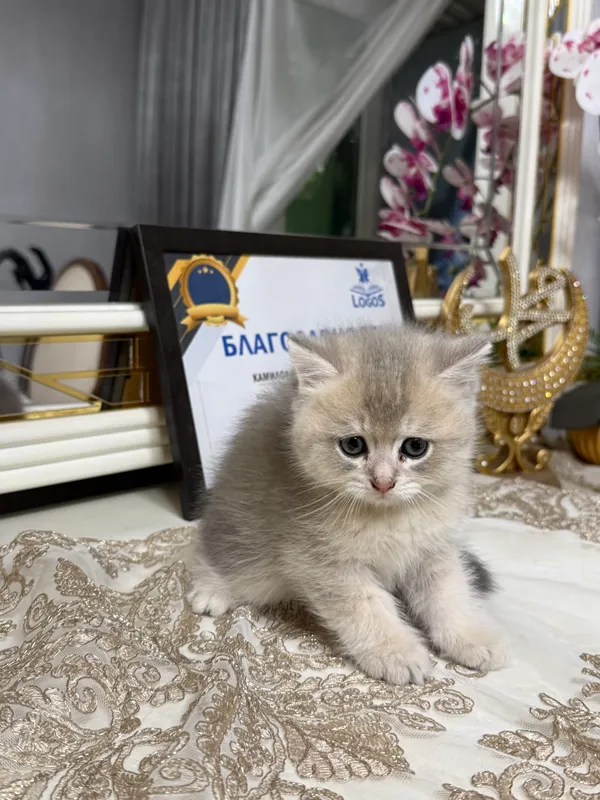 Chinshilla zotli mushukchalar 4