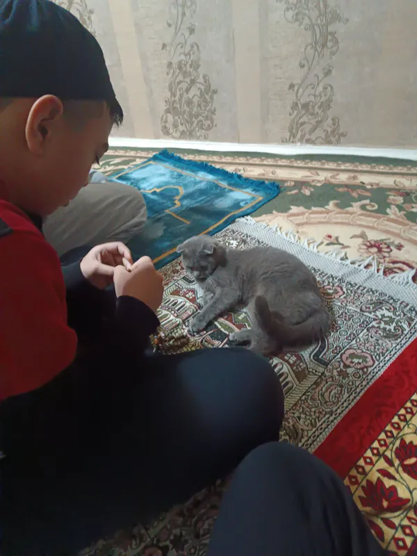 кошка скоттиш фолд — фото 8