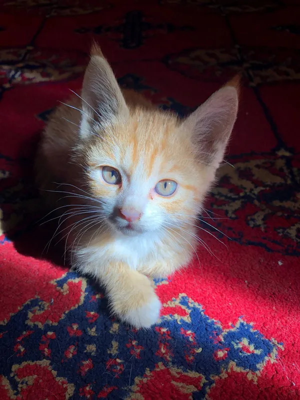 Отдам котика бесплатно 1 Отдам котика бесплатно 1
