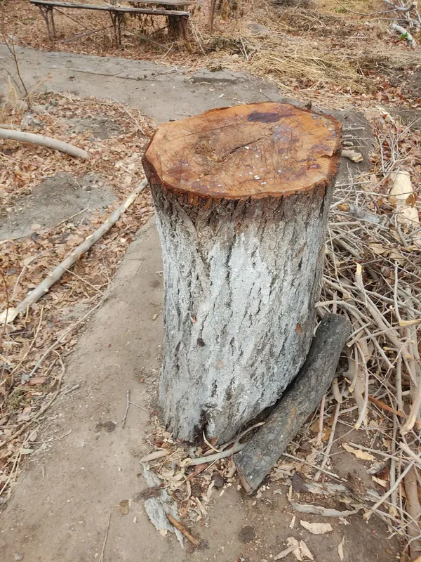 Гош шабкы ерик теректинг