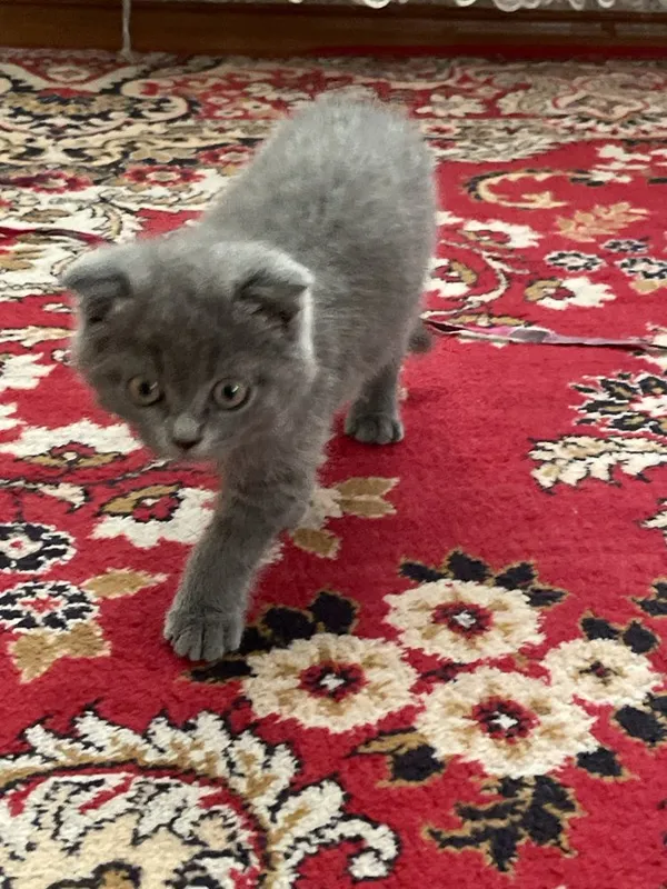 Британская кошка 2