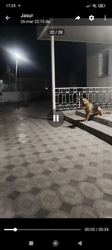 It bolalari sotiladi 1 It bolalari sotiladi 1