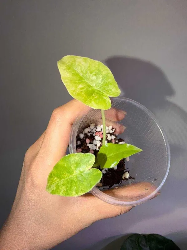 Alokaziya gageana aurea 2