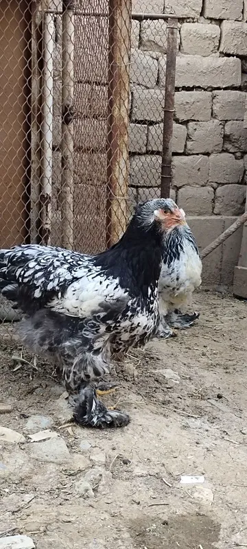 Qora tochkali brama tuxumiga zakaz olamiz — фото 2